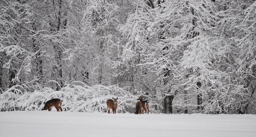 Weekly Weather January 26, 2015 – Anne Ortelee Astrology