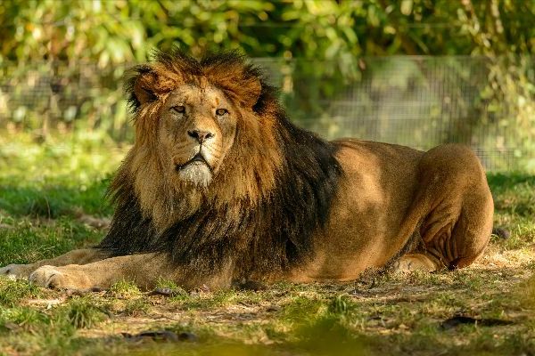 Shine Big: The New Moon in Leo